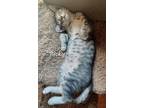 Adopt Ricky #expert-explorer a Tabby