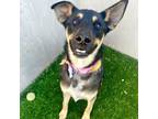 Adopt Malt a Mixed Breed, Australian Kelpie