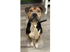 Adopt Onyx a Black Mouth Cur, Mixed Breed