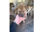 Adopt Puppy 1 a Chow Chow, Mixed Breed