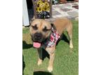 Adopt Nugget a Mastiff, Mixed Breed
