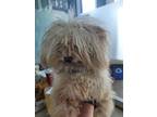 Adopt Marvin a Poodle, Mixed Breed