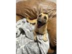 Adopt Scrappy-Doo a Dachshund, Shepherd