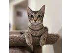Adopt Douglas a Domestic Short Hair
