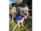 Adopt Briar a Lhasa Apso