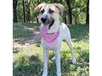 Adopt Scottie a Anatolian Shepherd
