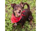 Adopt Taco a Cairn Terrier
