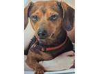 Adopt Enzo a Dachshund