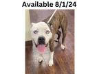 Adopt Dog Kennel #38 a Pit Bull Terrier, Mixed Breed