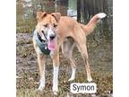 Adopt Symon a Smooth Collie