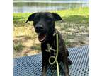Adopt Carl a Black Labrador Retriever, Pit Bull Terrier