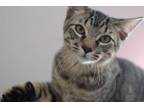 Adopt Falcon a Tabby