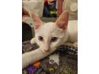 Adopt Chicken Nuggett a Siamese