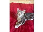 Adopt Blue a Tabby