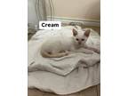 Adopt Mr. Cream a Siamese