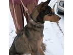 Adopt Beau *Adoption Pending* a Doberman Pinscher, Belgian Shepherd / Malinois