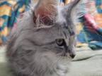 Midnight Star Maine Coons