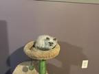Male Kittens