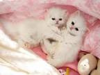 Pure White Kitten