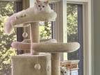 2 Flame Older Male Kittens