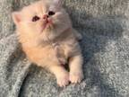 Poppy Kittens