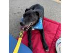 Adopt Gibson a Mixed Breed