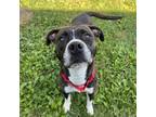Adopt Diesel a American Staffordshire Terrier