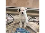 Adopt Curvy a Black Labrador Retriever