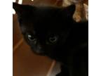 Adopt Sasuke a Domestic Short Hair