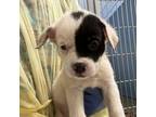 Adopt Wavy a Black Labrador Retriever