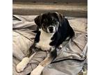 Adopt Twisty a Black Labrador Retriever