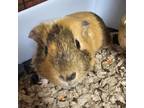 Adopt Oreo a Guinea Pig