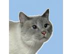 Adopt Fortune Rockbridge a Siamese