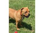 Adopt 2407-0236 Simba a Pit Bull Terrier