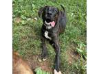 Adopt Gumball a American Staffordshire Terrier, Mixed Breed