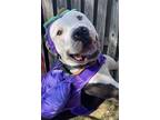 Adopt Ishmael a Pit Bull Terrier