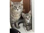 Adopt Lexie a Maine Coon, Domestic Long Hair