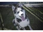 Adopt Thanos a Siberian Husky