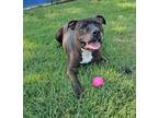 Adopt Danny a Pit Bull Terrier