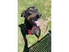 Adopt Toast a Doberman Pinscher