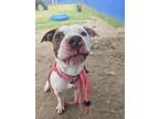 Adopt Finn a Pit Bull Terrier