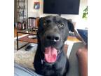 Adopt McLovin a Labrador Retriever, Mixed Breed