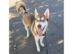 Adopt Gambit a Siberian Husky, Mixed Breed