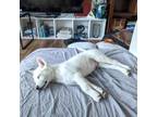 Adopt Ghost a Husky, Mixed Breed