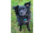 Adopt Ricardo a Pomeranian, Mixed Breed