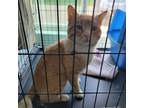 Adopt Sage a Domestic Short Hair