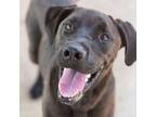 Adopt Flanders a Labrador Retriever, Mixed Breed