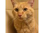 Adopt Leonidas a Domestic Short Hair