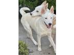 Adopt Butch a German Shepherd Dog