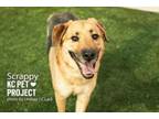 Adopt Scrappy a German Shepherd Dog, Mixed Breed